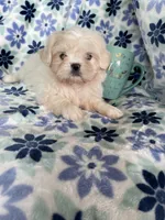 Chowder, a male Shihpoo for sale in Fort Myers, FL – 1 of 7