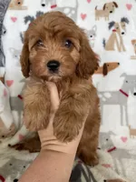 Rusty , a male Cavapoo for sale in Fort Myers, FL – 5 of 7