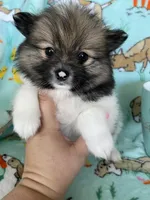 Theo, a male Pomeranian for sale in Fort Myers, FL – Photo 4 of 5