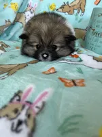 Theo, a male Pomeranian for sale in Fort Myers, FL – Photo 5 of 5