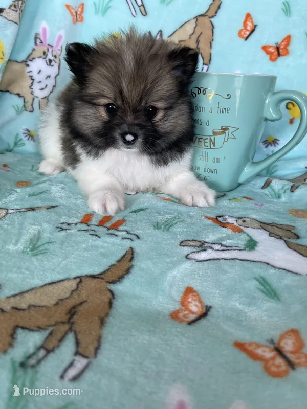 Theo – Pomeranian puppy for sale in Fort Myers, FL