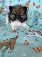 Theo, a male Pomeranian for sale in Fort Myers, FL – Photo 1 of 5