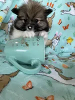 Theo, a male Pomeranian for sale in Fort Myers, FL – Photo 2 of 5