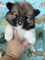 Theo, a male Pomeranian for sale in Fort Myers, FL – Photo 3 of 5