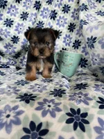 Bean , a male Yorkshire Terrier for sale in Fort Myers, FL – 5 of 6