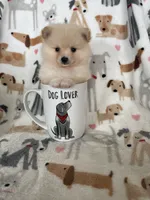 Teddy, a male Pomeranian for sale in Fort Myers, FL – 4 of 7