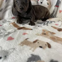 Strudel , a male Miniature Dachshund for sale in Fort Myers, FL – Photo 1 of 6