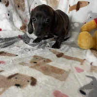 Strudel , a male Miniature Dachshund for sale in Fort Myers, FL – Photo 4 of 6