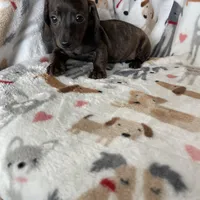 Strudel , a male Miniature Dachshund for sale in Fort Myers, FL – Photo 3 of 6