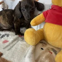 Strudel , a male Miniature Dachshund for sale in Fort Myers, FL – Photo 5 of 6