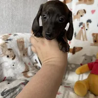 Strudel , a male Miniature Dachshund for sale in Fort Myers, FL – Photo 2 of 6