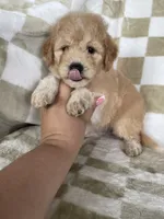 Nova, a male Miniature Goldendoodle for sale in Fort Myers, FL – 3 of 7