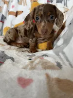 Cookie , a female Miniature Dachshund for sale in Fort Myers, FL – Photo 3 of 10