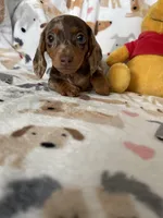 Cookie , a female Miniature Dachshund for sale in Fort Myers, FL – Photo 2 of 10