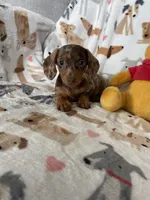 Cookie , a female Miniature Dachshund for sale in Fort Myers, FL – Photo 9 of 10