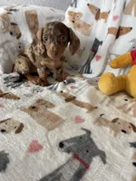 Cookie , a female Miniature Dachshund for sale in Fort Myers, FL – Photo 1 of 10