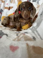 Cookie , a female Miniature Dachshund for sale in Fort Myers, FL – Photo 6 of 10