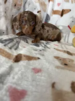 Cookie , a female Miniature Dachshund for sale in Fort Myers, FL – Photo 10 of 10