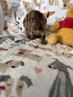 Cookie , a female Miniature Dachshund for sale in Fort Myers, FL – Photo 7 of 10