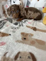 Cookie , a female Miniature Dachshund for sale in Fort Myers, FL – Photo 5 of 10