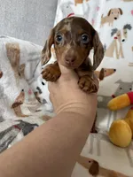 Cookie , a female Miniature Dachshund for sale in Fort Myers, FL – Photo 4 of 10