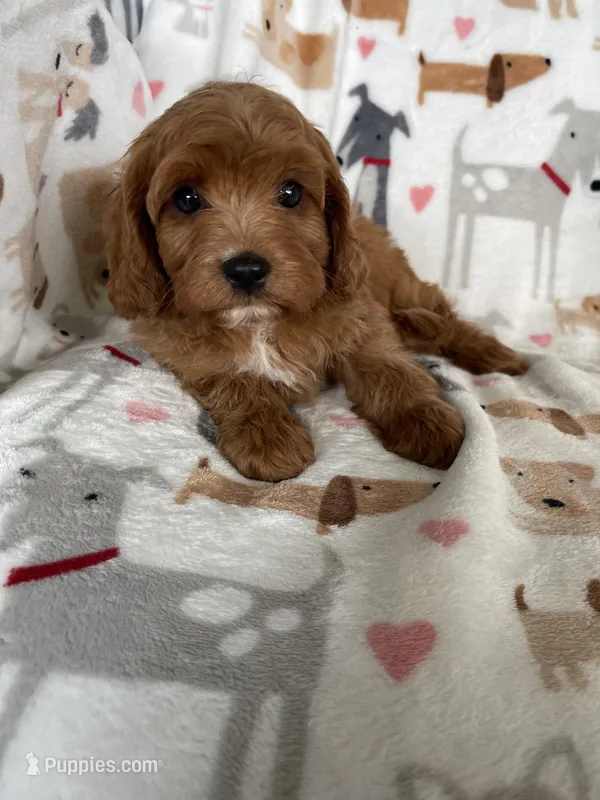 Blaze  – Cavapoo puppy for sale in Fort Myers, FL