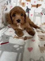 Blaze , a male Cavapoo for sale in Fort Myers, FL – 1 of 5