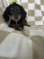 Dotty , a female Miniature Dachshund for sale in Fort Myers, FL – 6 of 7
