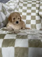 Nova, a male Miniature Goldendoodle for sale in Fort Myers, FL – 4 of 7
