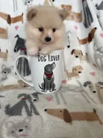 Teddy, a male Pomeranian for sale in Fort Myers, FL – 3 of 7