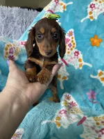 Brownie , a female Miniature Dachshund for sale in Fort Myers, FL – 6 of 7