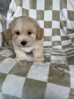 Teddy, a male Maltipoo for sale in Fort Myers, FL – 5 of 5