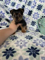 Louie , a male Yorkshire Terrier for sale in Fort Myers, FL – 5 of 6