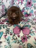 Dewey, a male Shih Tzu for sale in Fort Myers, FL – 8 of 8