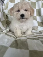 Milo, a male Maltipoo for sale in Fort Myers, FL – 5 of 7