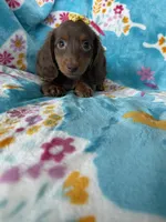 Twixie, a female Miniature Dachshund for sale in Fort Myers, FL – 3 of 10