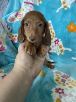 Toffee, a male Miniature Dachshund for sale in Fort Myers, FL – 6 of 7