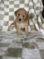 Astro , a male Miniature Goldendoodle for sale in Fort Myers, FL – 2 of 5