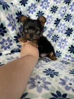 Teacup Peanut , a male Yorkshire Terrier for sale in Fort Myers, FL – 6 of 8