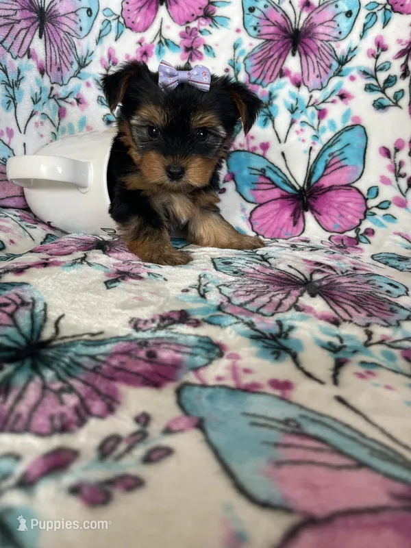 Dottie – Yorkshire Terrier puppy for sale in Fort Myers, FL