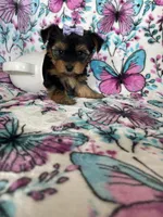 Dottie, a female Yorkshire Terrier for sale in Fort Myers, FL – 1 of 9