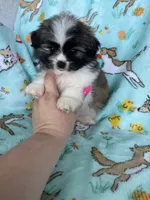 Teddy, a male Bichon Frise and Shih Tzu for sale in Fort Myers, FL – Photo 5 of 7