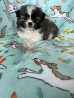 Teddy, a male Bichon Frise and Shih Tzu for sale in Fort Myers, FL – Photo 7 of 7