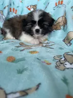 Teddy, a male Bichon Frise and Shih Tzu for sale in Fort Myers, FL – Photo 4 of 7