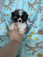 Teddy, a male Bichon Frise and Shih Tzu for sale in Fort Myers, FL – Photo 3 of 7