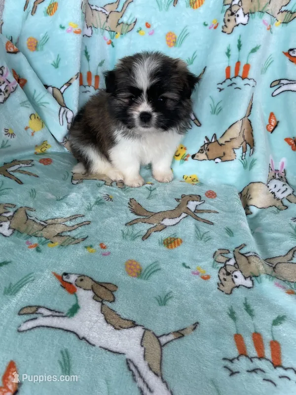 Teddy – Bichon Frise, Shih Tzu puppy for sale in Fort Myers, FL
