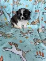 Teddy, a male Bichon Frise and Shih Tzu for sale in Fort Myers, FL – Photo 1 of 7