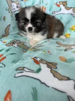 Teddy, a male Bichon Frise and Shih Tzu for sale in Fort Myers, FL – Photo 6 of 7