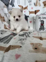 Sunny, a male Pomeranian for sale in Fort Myers, FL – 2 of 7