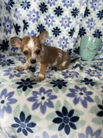 Luca, a male Chihuahua for sale in Fort Myers, FL – Photo 7 of 7